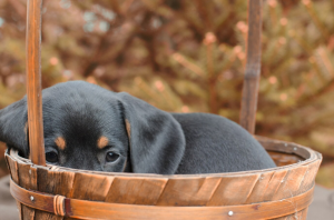 Abandoned Puppy Becomes the Answer to a Grieving Old Man’s Prayers