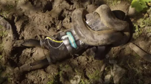 What Happened to the Man Who Tried to Be Eaten Alive by a Snake