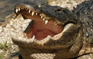 Florida AG Proposes ‘Alligator Alcatraz’ Detention Center for Illegals in the Everglades