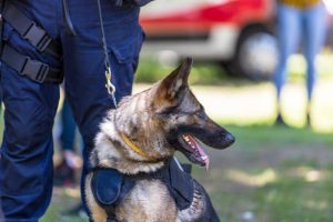 How a Police Dog’s Final Act Exposed the Truth
