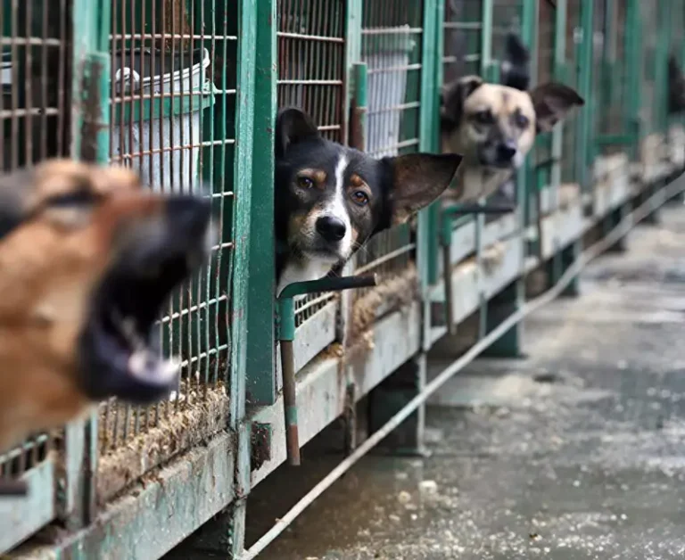 The Unexpected Connection: How One Shelter Visit Changed Two Lives Forever