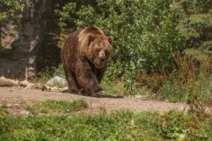 Driving Home, I Saw a Bear Tangled in a Net — My Next Move Changed Everything