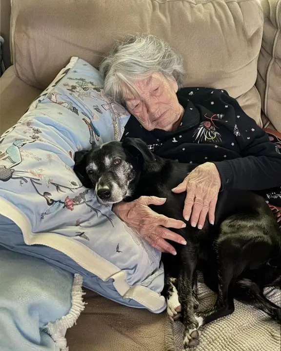 While My Family Fought Over Grandma’s Will, I Took Her Dog Home — What I Found Hidden in Its Collar Changed Everything