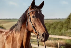 Retired Combat Horse Doesn’t Recognize Its Former Veteran—Then the Unthinkable Happened