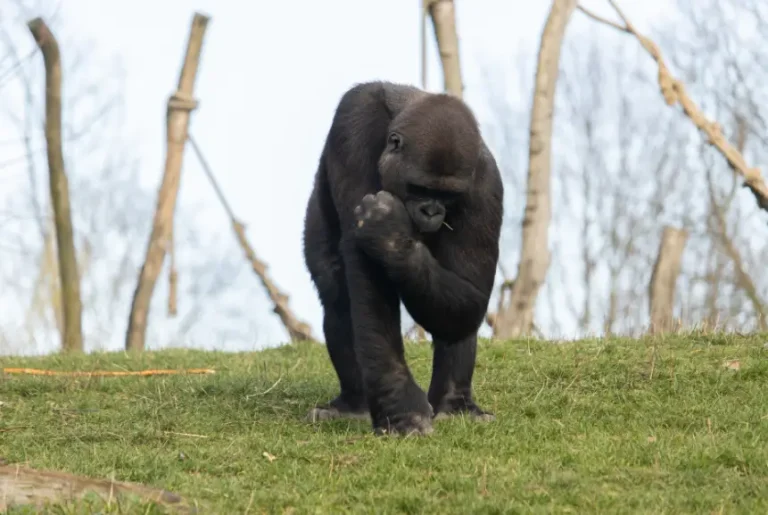 At the Zoo, a Gorilla Suddenly Charged at a Man in a Wheelchair — Then Grabbed His Chair and Refused to Let Go. What Happened Next Left Everyone Frozen in Silence