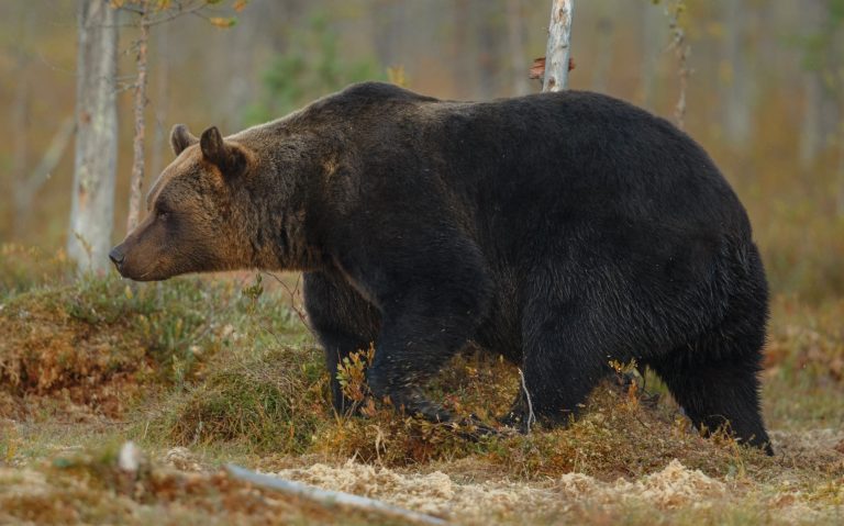 I Opened the Door and Saw a Bear Holding a Cub in Its Jaws — What She Did Next Left Me Frozen in Awe