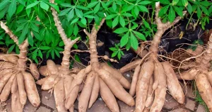 Inside the World’s Most Dangerous Foods — Where Survival Depends on Preparation