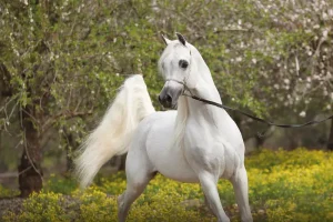 No One Wanted the Scarred White Horse — Until a Quiet Woman in a Faded Marine Corps Jacket Stepped Forward and Asked Only One Question