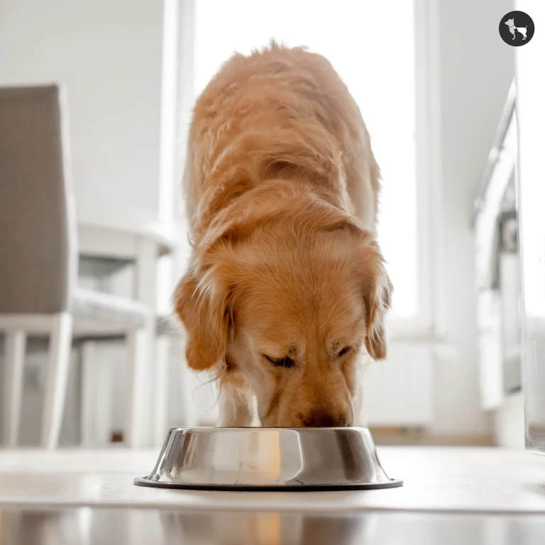 Pet owners warned about DEADLY new pet food trend
