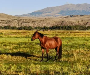 The Starving Mare in Luke’s Pasture — And the Brand That Carried a Message From a Girl Gone Ten Years