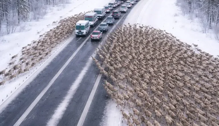 A Christmas Highway Miracle: Thousands of Deer Blocked the Road — But When Drivers Saw What They Were Fleeing From, Shock Spread Through Every Car