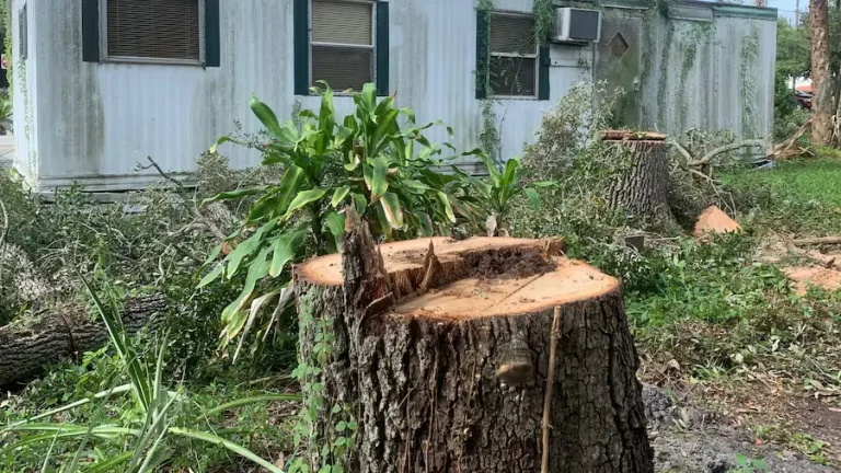 We Returned From Vacation to Find Our 200-Year-Old Tree Gone — The Security Footage Showed Our Neighbor Smiling at the Men Who Cut It Down