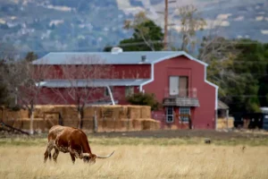 My Son’s Wife Tried To Sell My Ranch Until A Family Trust Proved Her Biggest Mistake